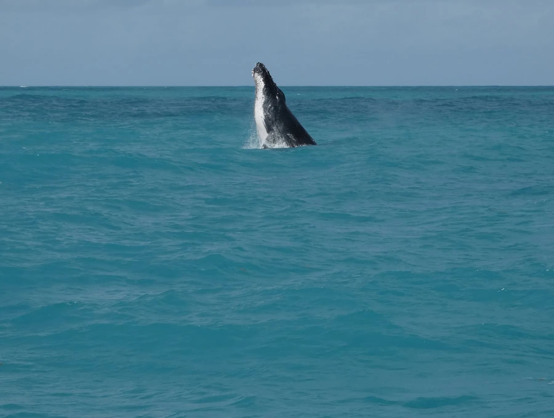 Observação de Baleias Jubarte em Abrolhos com baleia emergindo do mar