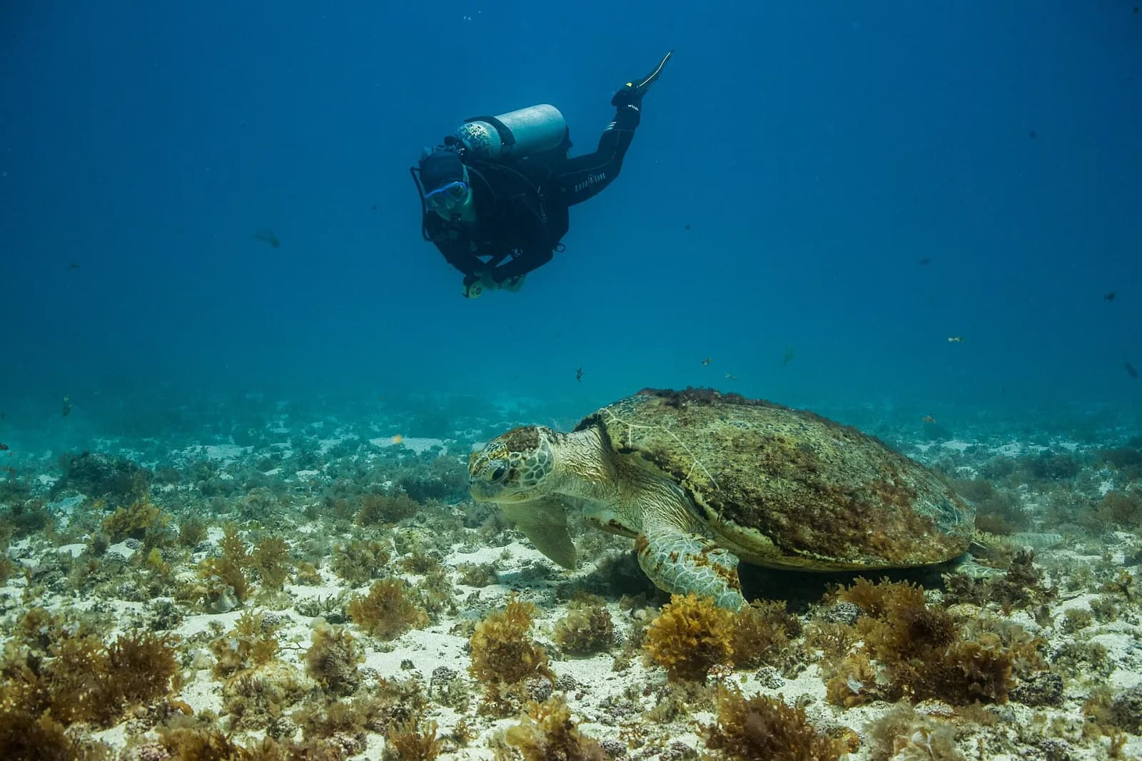 Mergulho nas águas claras do Parque Marinho de Fernando de Noronha