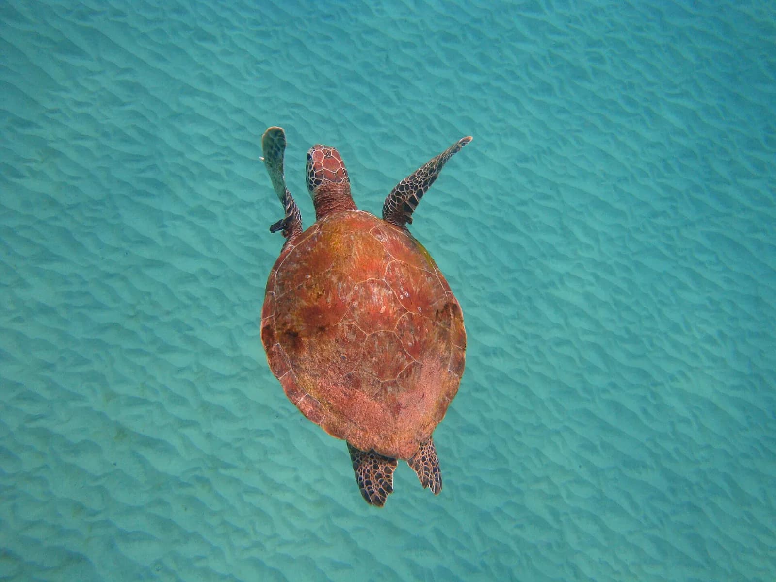 Mergulho de cilindro em praia protegida de Fernando de Noronha
