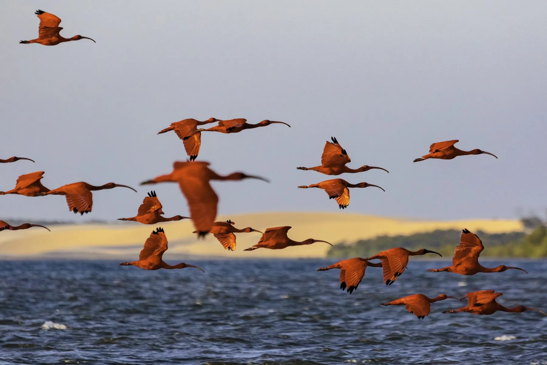 Revoada dos Guarás em Atins sobrevoando uma lagoa ao entardecer