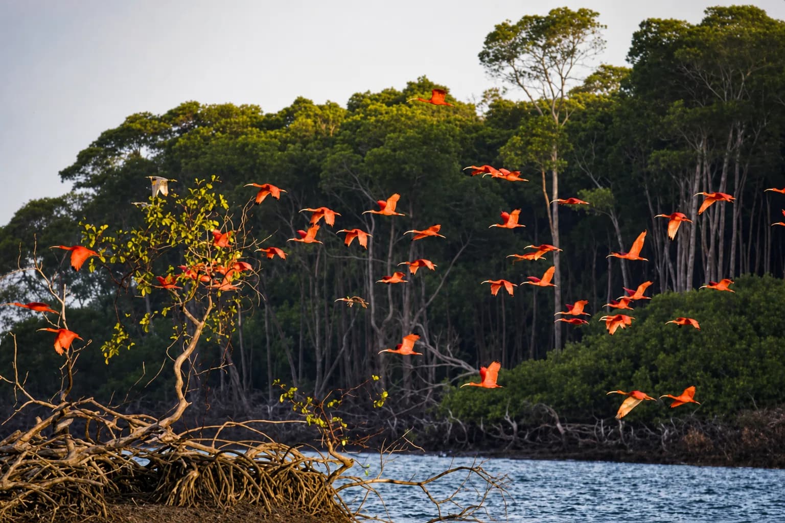 Passeio Revoada dos Guarás Santo Amaro Lancha