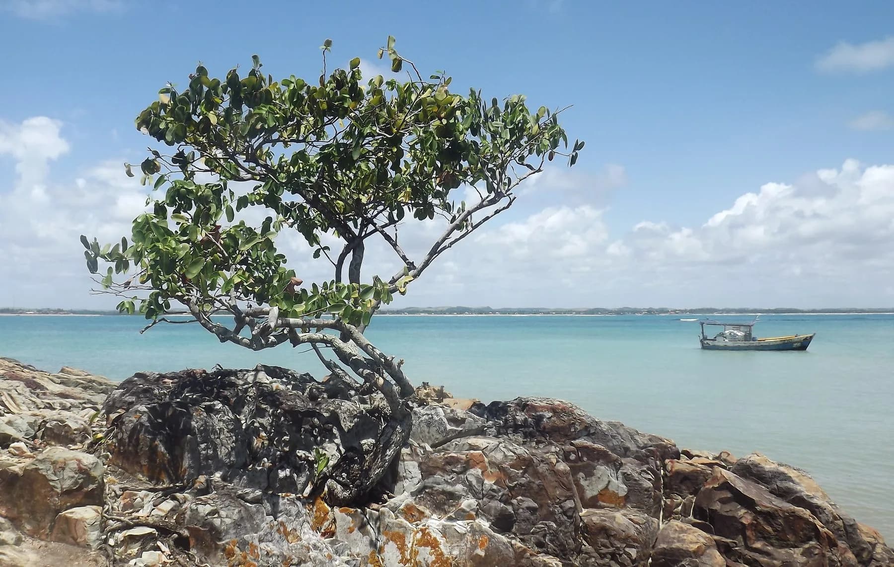 Passeio Tour Ilha de Santo Aleixo com barco sobre o mar azul e árvore nas pedras